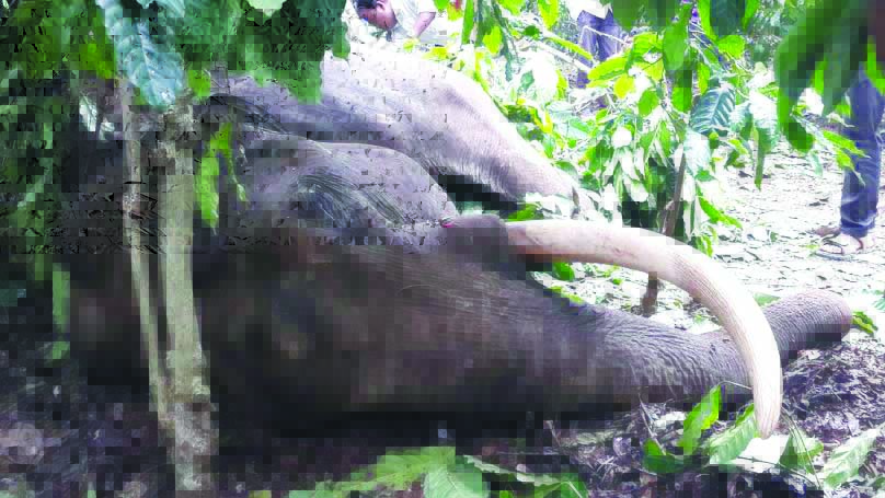 ಮಡಿಕೇರಿ: ಗುಂಡೇಟಿಗೆ ಮೂರು ಆನೆಗಳು ಬಲಿ